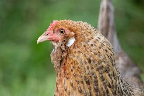 Which Chicken Breeds Lay Purple Eggs Eco Peanut