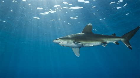 Czech tourist killed in Egypt Red Sea shark attack