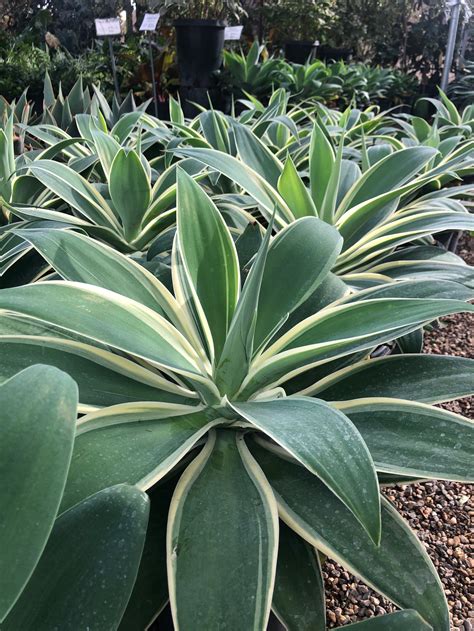 Agave Ray Of Light
