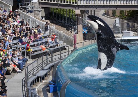 California commission to vote on SeaWorld's orca tank expansion, World ...