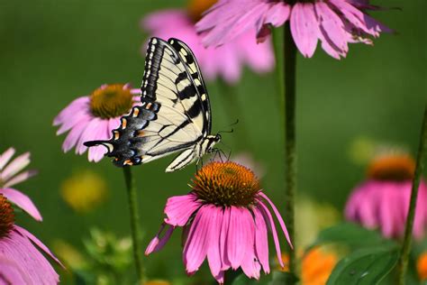 Native Coneflowers A Beginner S Guide The Plant Native