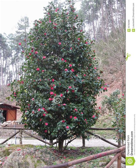 Старый японский сорт растения цветка Japonica камелии Вечнозеленый ...