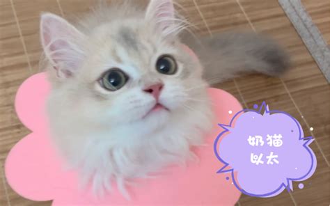 长毛蓝金渐层奶猫猫【以太】成长记录 喵喵喵！哔哩哔哩 ゜ ゜つロ 干杯~ Bilibili