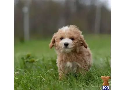 Maltipoo Puppies for Sale - Playful and Loving Companions | K9Stud