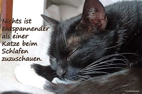 Unsere Beliebtesten Zitate Ber Katzen Schnurrinchen Katzen