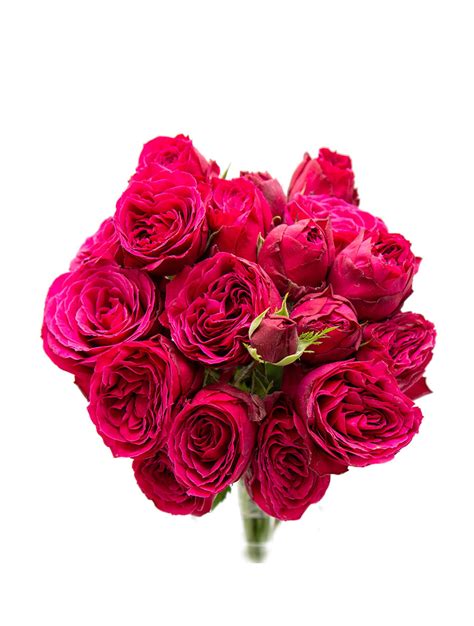 Hot Pink Lace Colors Land