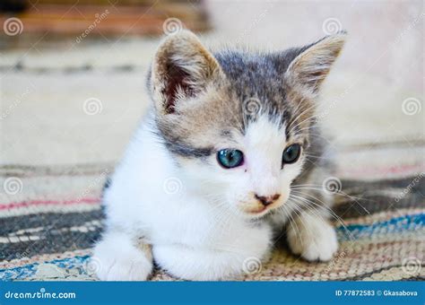 Котенок стоковое изображение. изображение насчитывающей симпатично ...