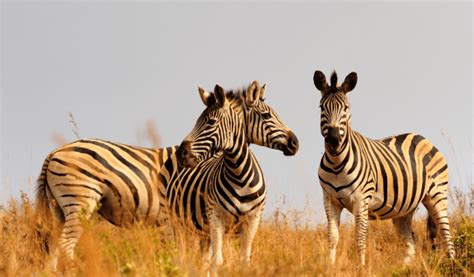 grevys zebra facts diet habitat information