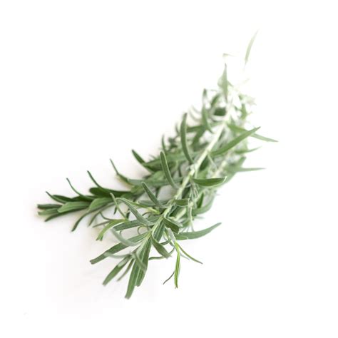 Lavender (Hidcote)