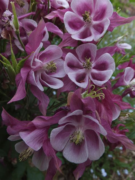 Purple Ancolie Flowers Blooming in the Garden