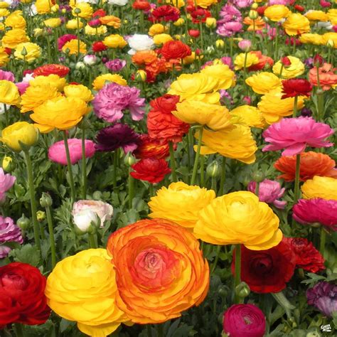 Ranunculus — Green Acres Nursery & Supply