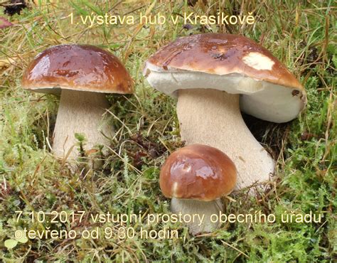 Fotografie - Krasíkov. - Horydoly.cz - Outdoor Generation