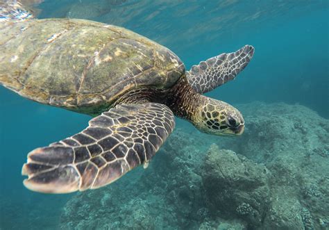 images water ocean animal wildlife underwater sea turtle
