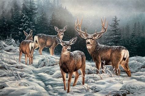 Broken Silence Mule Deer By Rosemary Millette