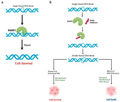 Cancers Free Full Text Mechanisms Of Parp Inhibitor Resistance In