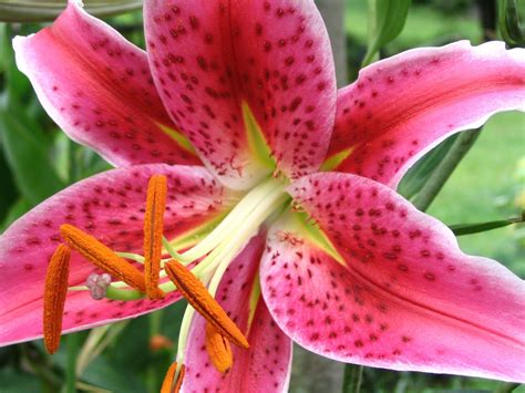Stargazer Lily Wallpapers - Wallpaper Cave