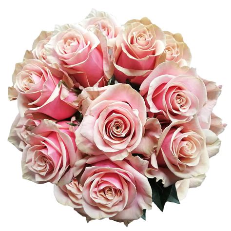 Pink Amaretto Stampsybox
