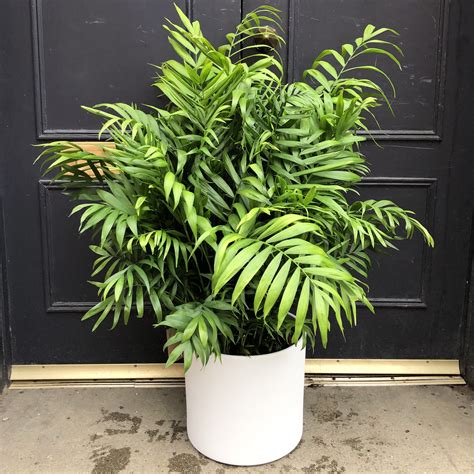 Chamaedorea elegans (24cm pot) - grow urban.