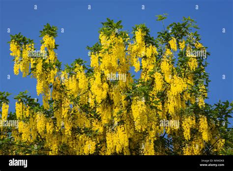 Florescences Of Golden Laburnum Anagyroides Goldregen Stock Photo Alamy