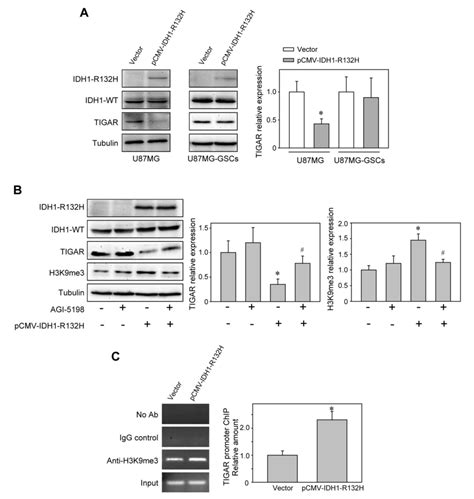 Idh R H Mutation Radiosensitizes U Mg Glioma Cells Via Epigenetic