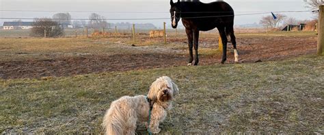 Dansk Varmblod Gørklintgårds Bikini Bikini overtog jeg tovet til