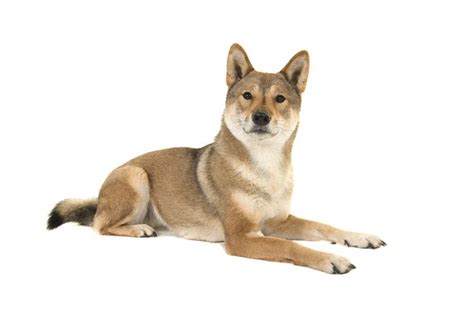 Perro Shikoku Inu Características Cuidados Y Fotos