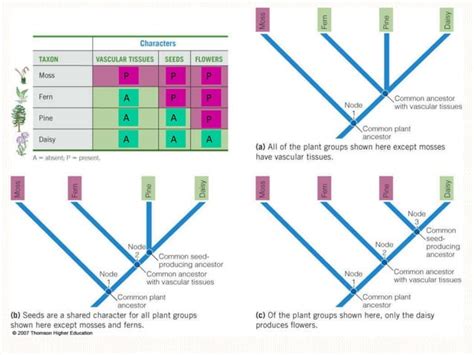 Cladistics - Systematics | PPT