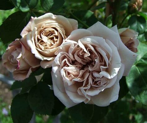 Купить Эш Веднсдей (ASH WEDNESDAY) - Интернет-магазин по продаже ...