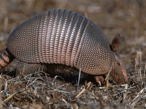 Armadillo | Basic Facts and Pictures | The Wildlife