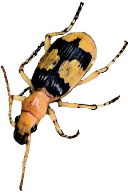 Удивительный жук-бомбардир - Апологетика Библии