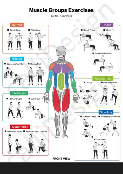 Website That Shows Exercises For Each Muscle