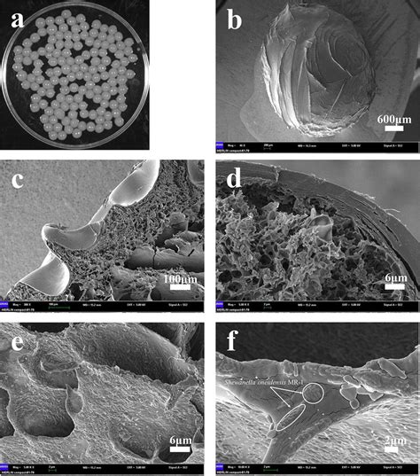 Photograph And Sem Images Of Shewanella Oneidensis Mr 1 Impregnated