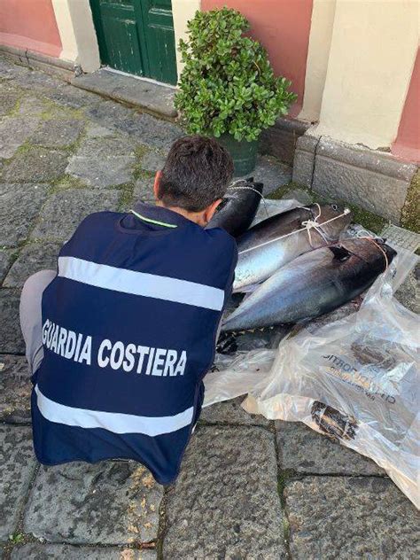 Pesca Sportiva Illegale Sequestro Di Tre Esemplari Di Tonno Rosso