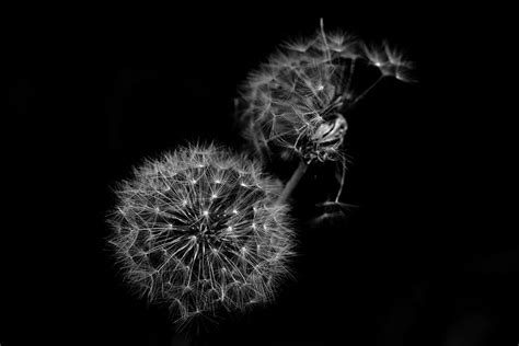 Lighter Than Air Photograph By Carol Senske Fine Art America