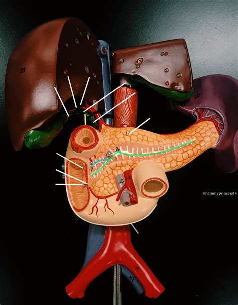 Pancreas Duodenum Lab Model Diagram Quizlet