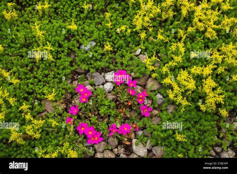 Pink Flowering Sedum Hi Res Stock Photography And Images Alamy
