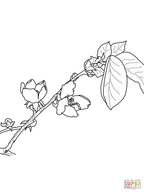 Quince Blossom coloring page | Free Printable Coloring Pages