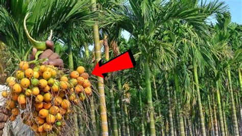 Areca Nut Farming Betel Nut Cultivation Complete Information