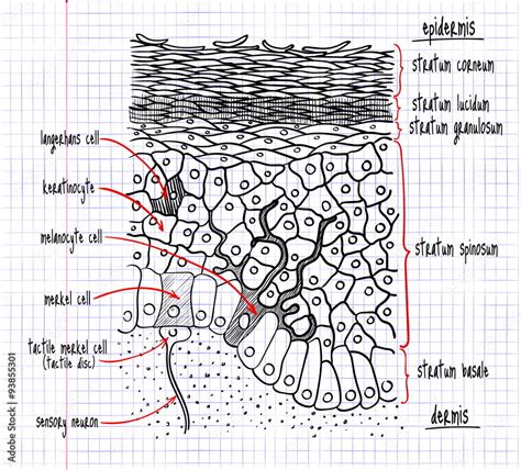 drawing of the structure of the human epidermis Stock Vector | Adobe Stock