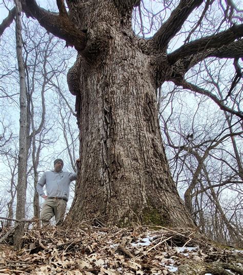 state tree wisconsin