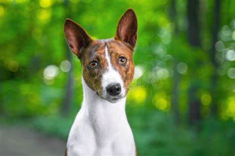 Retrato De Un Basenji Rojo Que Se Coloca En Un Perro De Terrier Del