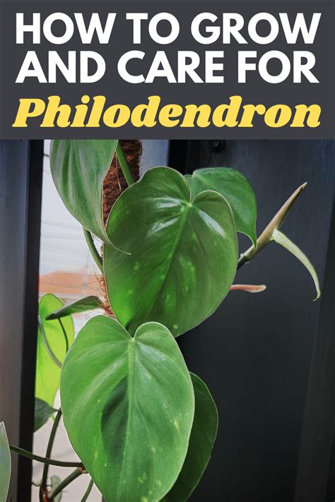 How To Grow And Care For Philodendron Philodendron Gardening For