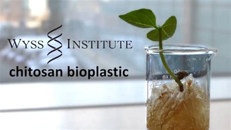 Environmentally Friendly Bioplastic Created From Shrimp Shells Cbs News