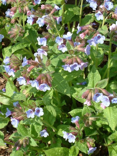 18 Pulmonaria Varieties : Find the Best Lungwort to Grow