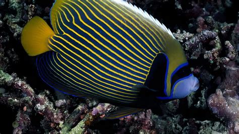 1440x2560 resolution | yellow and black striped fish HD wallpaper