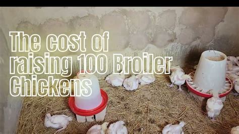 cost  raising broiler chickens  zimbabwe start  finish