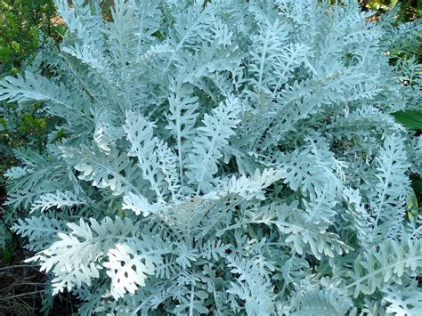 Centaurea cineraria - Gardening with annuals, perennials, and woodies