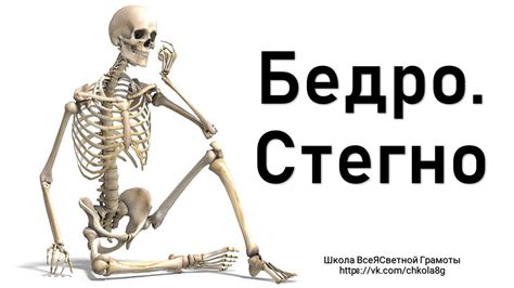 Бедро. Стегно - YouTube