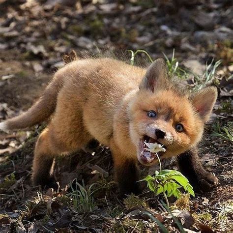 And Other Animals | Pet fox, Cute baby animals, Cute animals