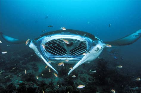 7 Facts About Manta Rays You Don't Want To Miss